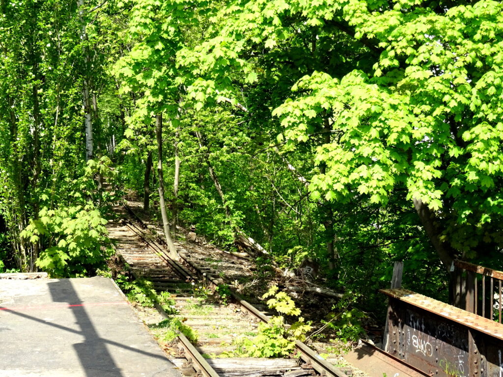 Überwucherte Gleise am Bahnhof Siemensstadt, 2029 sollen hier wieder S-Bahnen rollen, Foto: VBB