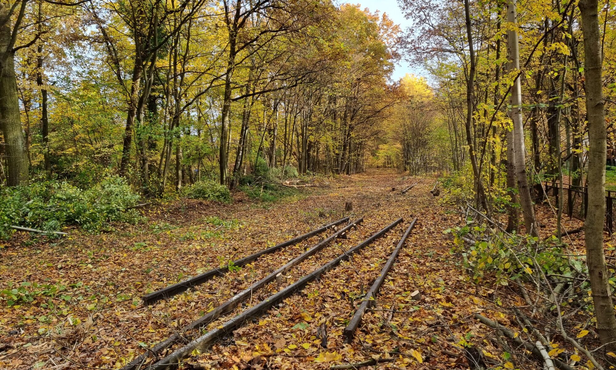 Freischnitt-Arbeiten innerhalb der Vorplanung zwischen Schönwalder Allee und Wichernstraße, Foto: Wilhelm Kemming GmbH, Roßwein