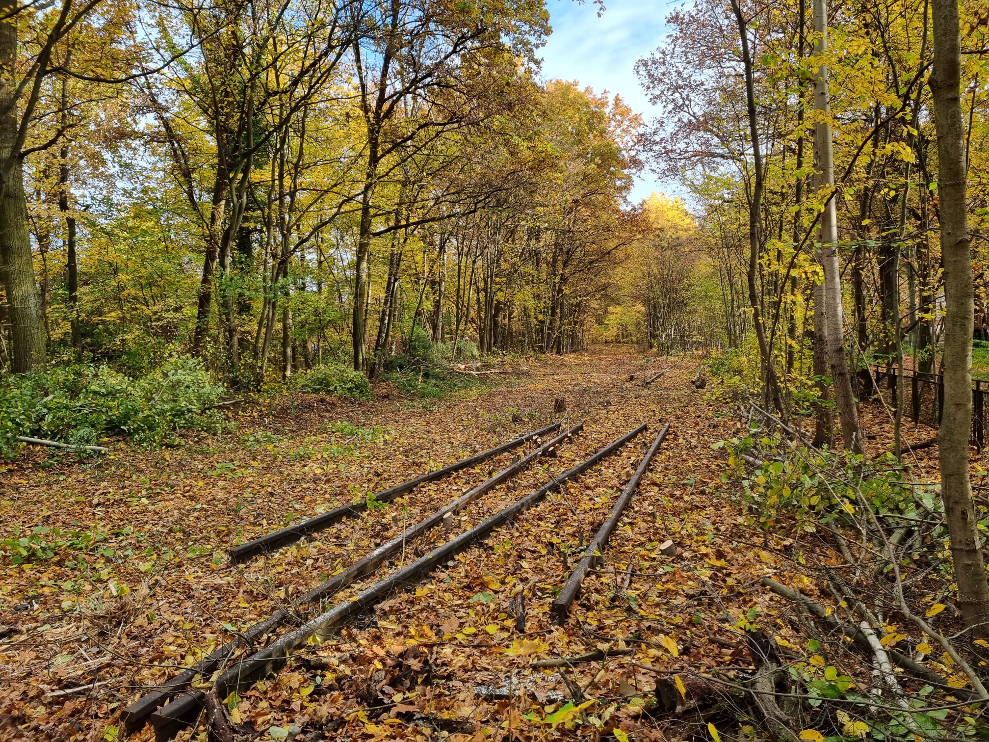 Freischnitt-Arbeiten innerhalb der Vorplanung zwischen Schönwalder Allee und Wichernstraße, Foto: Wilhelm Kemming GmbH, Roßwein